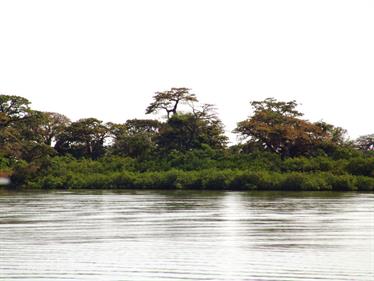 Gambia 05 Ausflug ins Saloum-Delta und zur Insel Ginack,_DSC00839b_B740